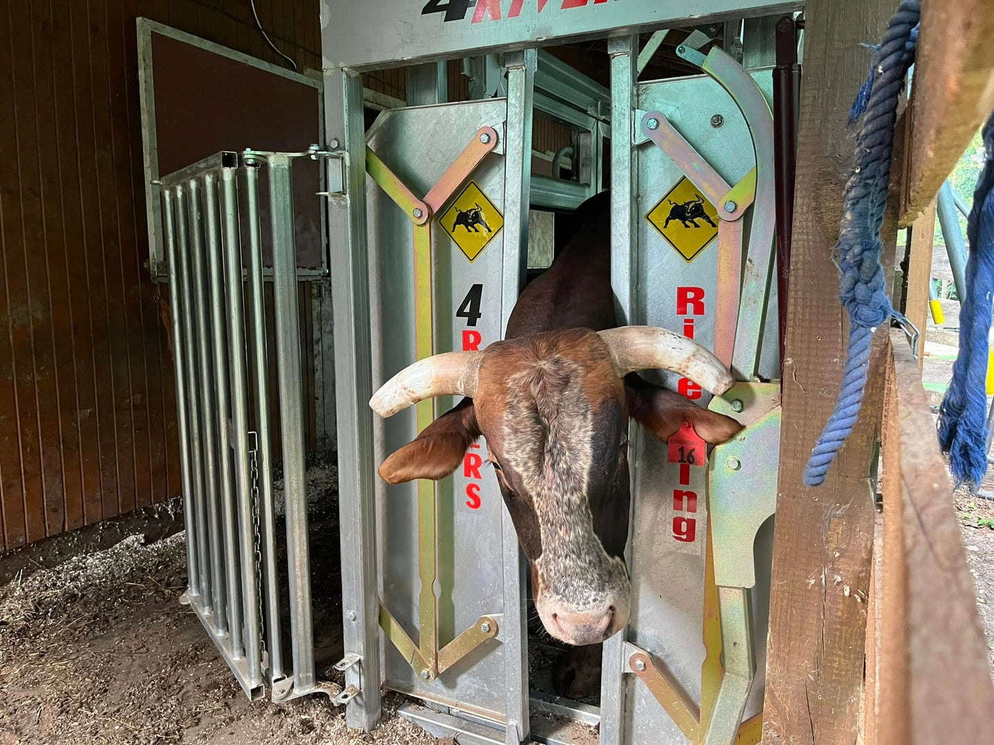 Affordable Galvanized Steel Cattle Squeeze chute Heavy duty for longhorns to calves