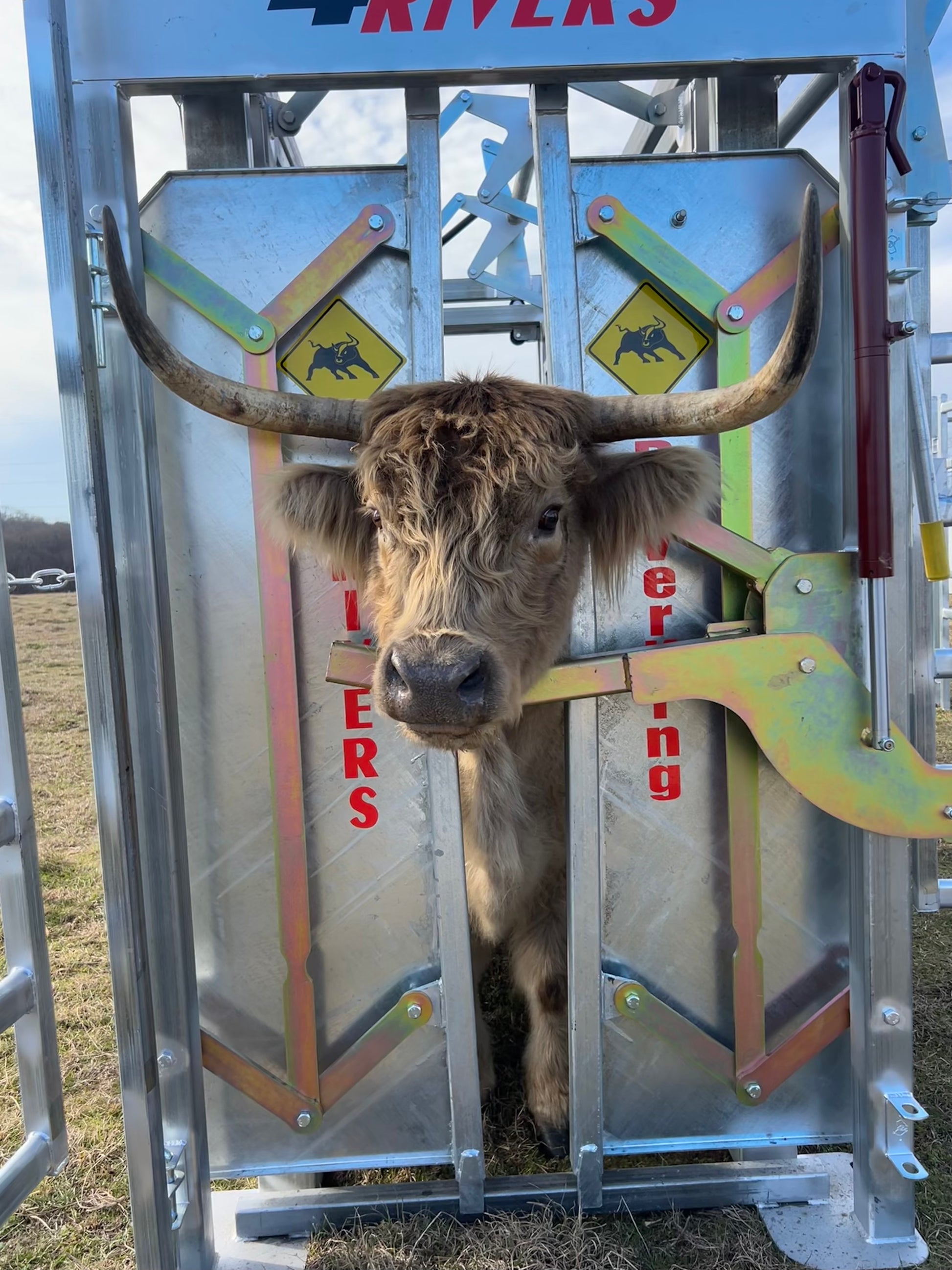 Affordable Galvanized Steel Cattle Squeeze chute Heavy duty for longhorns to calves head holder for biggest horns