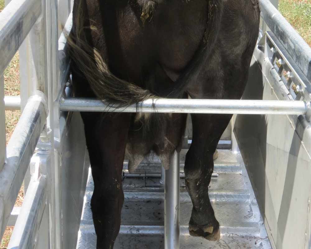 Galvanized Steel Cattle Squeeze chute Heavy duty rump bar to keep cattle forward